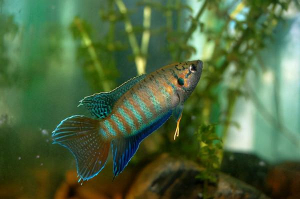 中國原生觀賞魚之叉尾鬥魚 中國原生觀賞魚之叉尾鬥魚