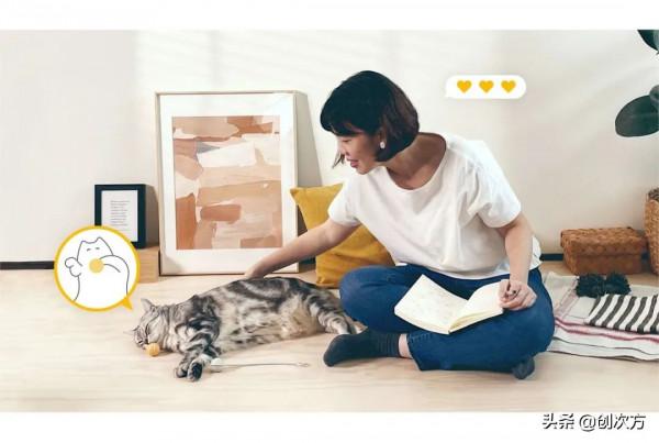 一球一棒，讓貓咪重新動起來