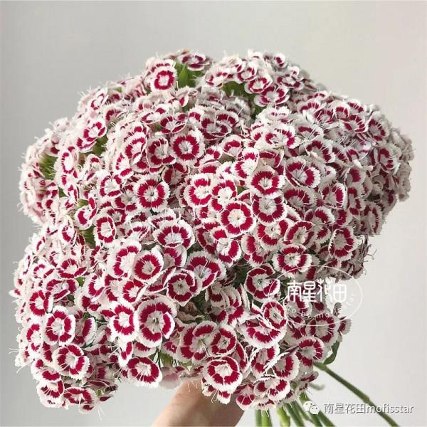 迷蝶香妃石竹梅 · 團花如雲