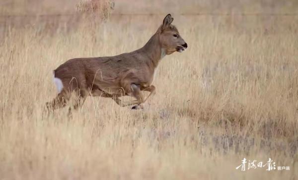 可愛“呆萌”的狍鹿在祁連山境內上線啦