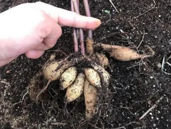 5種花會有“假死現象”，枝葉枯萎也別扔，還能再次生長開花