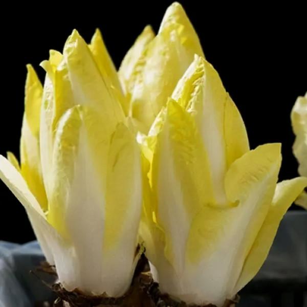 大叔15平黑暗密室長5000根玉蘭菜,20天長成見光超20秒,影響品質 大叔15平黑暗密室長5000根玉蘭菜,20天長成見光超20秒,影響品質