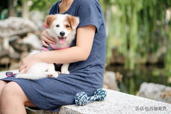 如何照顧受過虐待的狗狗？