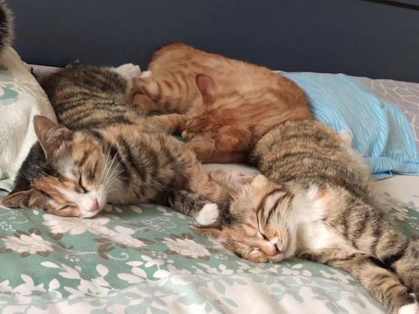 我和五隻小貓咪 我和五隻小貓咪