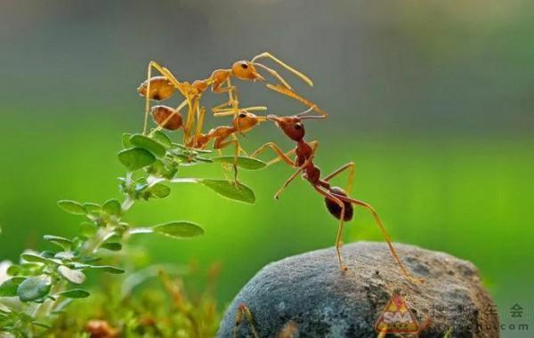 微距 奇妙的螞蟻世界