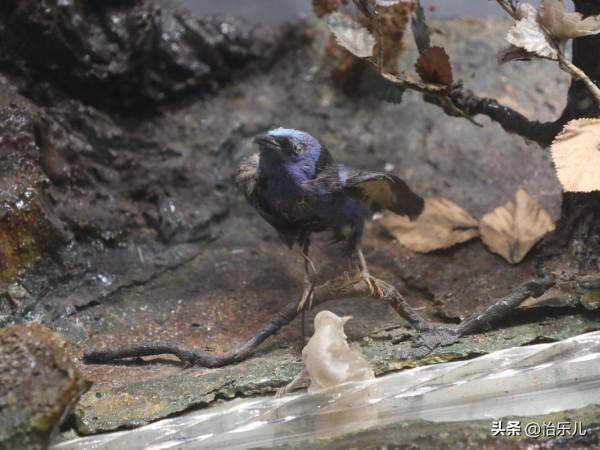 是玩具也是鐘錶,原本一對兒對兒的,如今分隔南博故宮兩地 是玩具也是鐘錶,原本一對兒對兒的,如今分隔南博故宮兩地