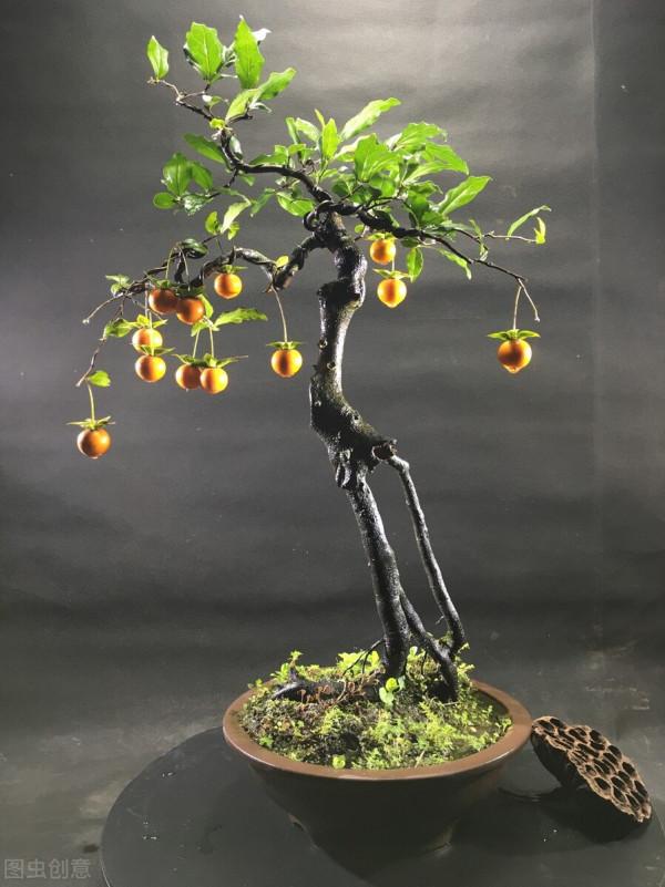 金彈的掛果期，你們知道有多少天嗎？