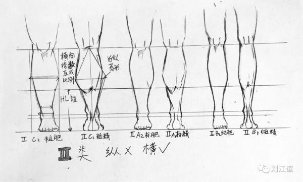 人類小腿形態研究 人類小腿形態研究