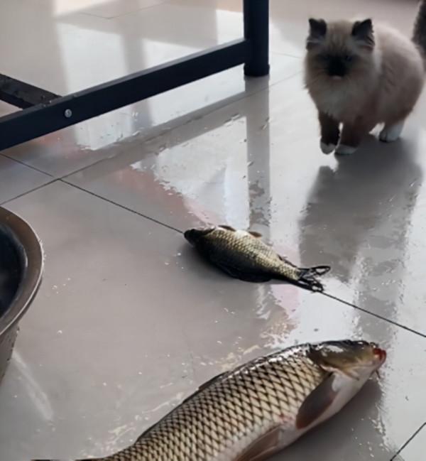 女兒叮囑父親別忘了喂貓，沒一會收到影片，看完後：我滴個親爹哎