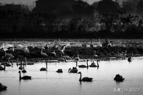 湖光秋月兩相和,潭面無風鏡未磨——美醉屈子生態溼地公園 湖光秋月兩相和,潭面無風鏡未磨——美醉屈子生態溼地公園