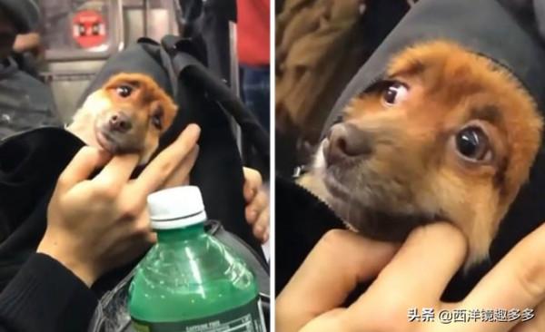 包包中的小可愛們!為了帶上狗狗,主人也是拼了 包包中的小可愛們!為了帶上狗狗,主人也是拼了