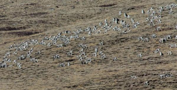 甘肅山丹：祁連山後稍溝禁牧區內千隻岩羊午後“散步”