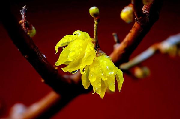 北京香山臥佛寺歷年臘梅綻放圖片欣賞