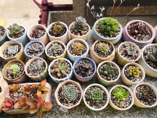 喜歡“小盆”的12種花，幹養多曬，擠著養，枝葉翠綠花大如碗