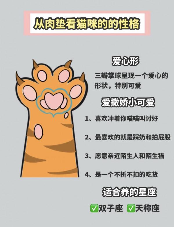 怎麼透過&OpenCurlyDoubleQuote;手相&rdquo;選貓？