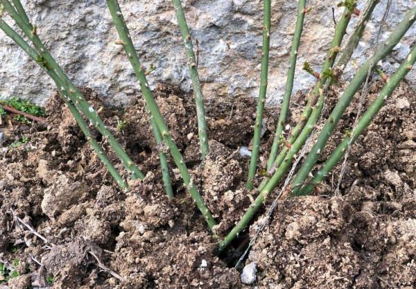 月季休眠有3個特徵，出現這3個特徵時，應該及時去做4件事