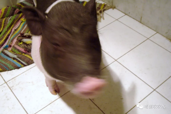 我養過一頭豬……300斤那種