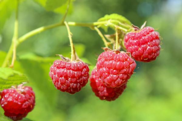 好吃的野果子大盤點，有的身價倍增，快要吃不起了