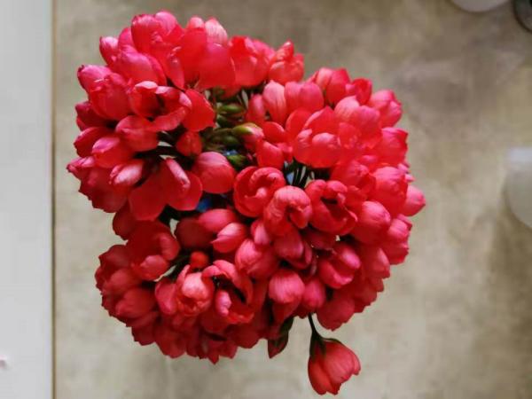 推薦適合窗臺黨種植的5種直立天竺葵