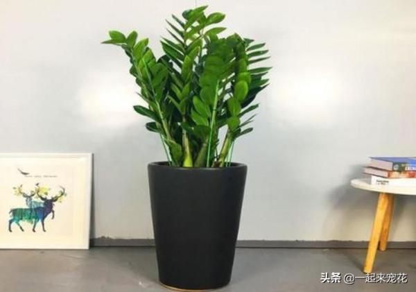 客廳擺上5種花，寓意美好越養越旺，皮實好養顏值高，適合新手