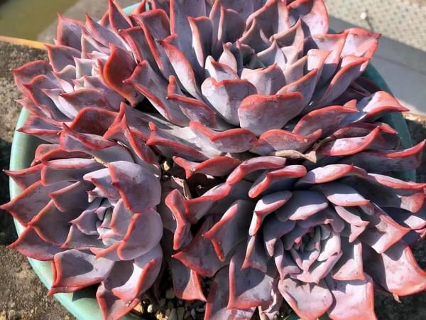 露西娜,皮實好養易度夏,一款新手都能養好的多肉,口碑非常好 露西娜,皮實好養易度夏,一款新手都能養好的多肉,口碑非常好