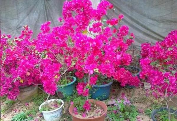 5種花很怕凍，不能露天養，不然難過冬