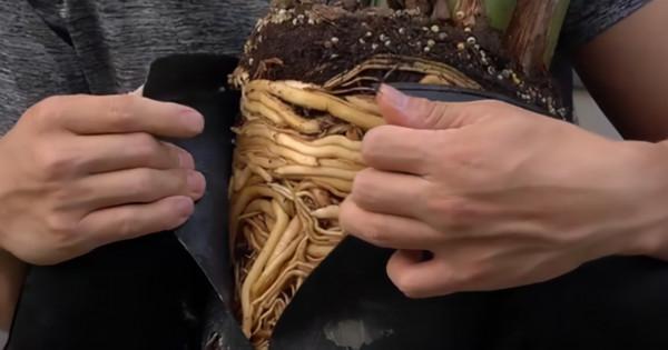 5種花“太貪吃”，不施肥，不換盆，很難養好