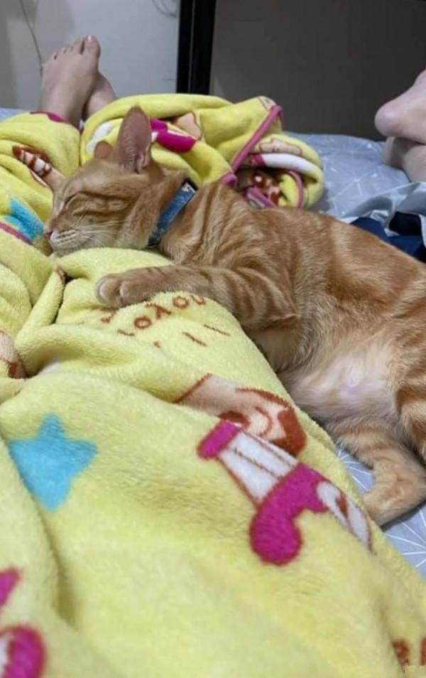 老媽明確拒絕養貓,隔段時間後卻變了個人:這臉打得疼不疼呀? 老媽明確拒絕養貓,隔段時間後卻變了個人:這臉打得疼不疼呀?