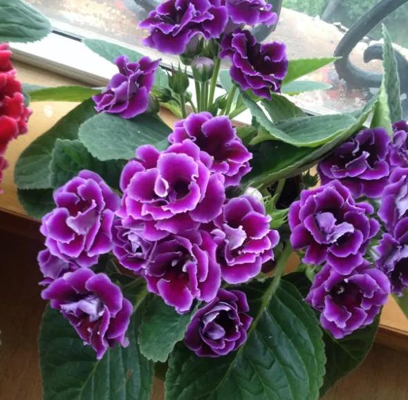 9種“勤勞花”，別名“天天開”，365天花不斷，也不怕累壞了