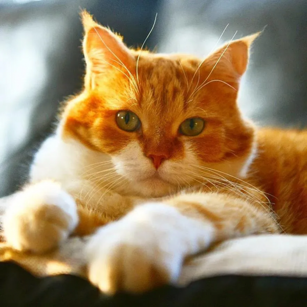 俄羅斯的胖橘，從流浪到人生贏家~逆襲喵生開始