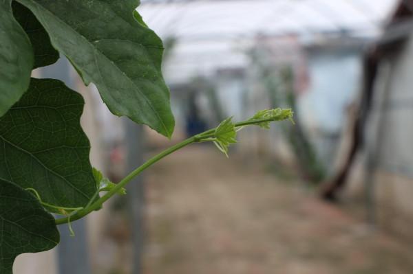 農場開工只請10人，數量是前幾年的一半，為什麼減少了這麼多？