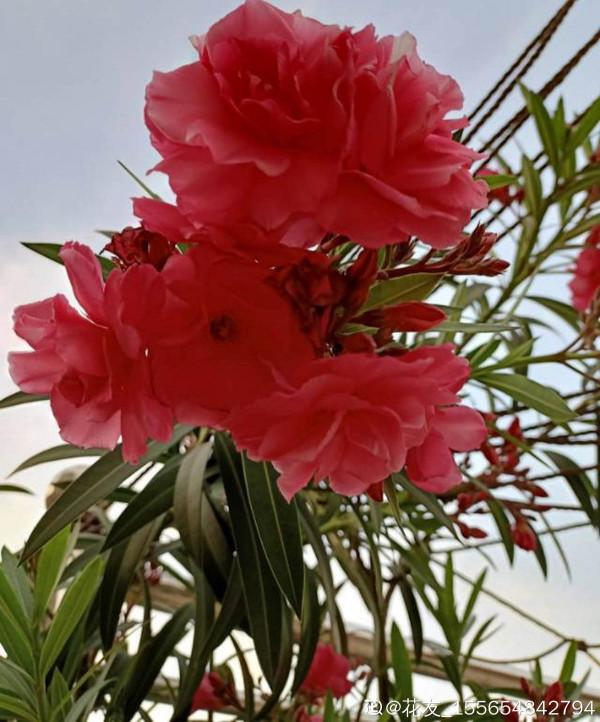 夾竹桃明明有劇毒，為什麼大街上隨處可見，還被稱作“希望之花”