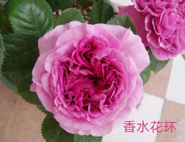 德國科德斯又一系列——花環系列月季 德國科德斯又一系列——花環系列月季