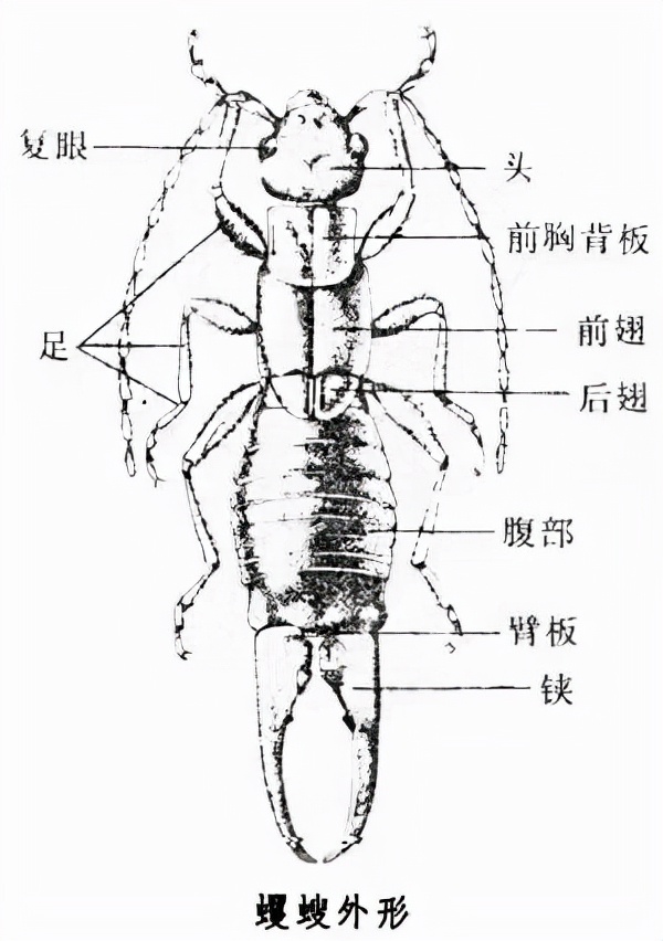 你家衛生間是不是經常看到這種蟲子？一招教你解決它