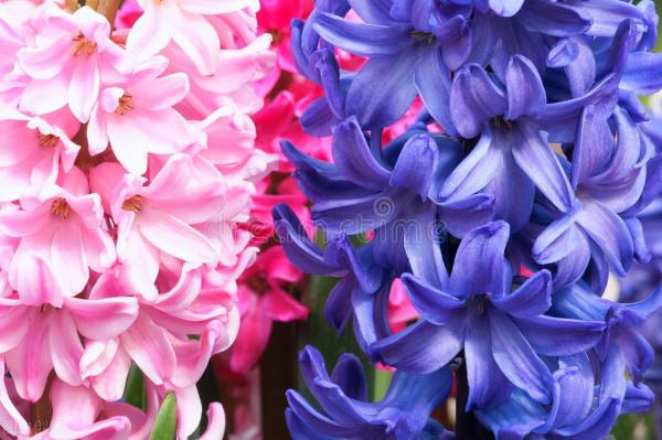 秋冬季節最容易“造假”的花草清單，購買需謹慎，擦亮眼睛