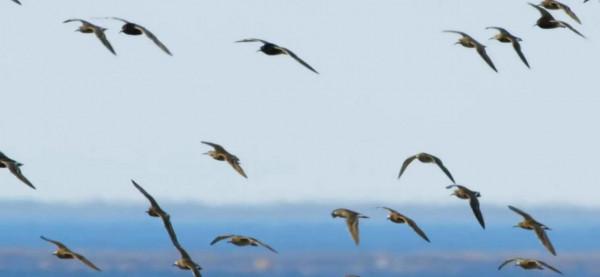 流蘇鷸：為什麼會被稱為鳥類中獨樹一幟的奇葩？竟是學廢了ps技術