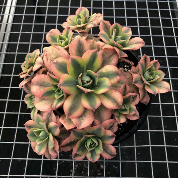 多肉植物 | 法師品種