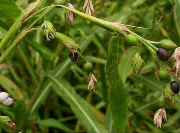 野外一種“草珠子”,小時候做手串,戴手上會吸血,這是真的嗎? 野外一種“草珠子”,小時候做手串,戴手上會吸血,這是真的嗎?