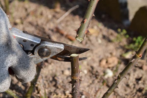 月季休眠有3個特徵，出現這3個特徵時，應該及時去做4件事