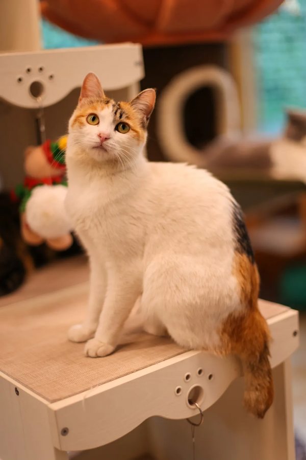 米麒麟:我掉缸怎麼了? 米麒麟:我掉缸怎麼了?