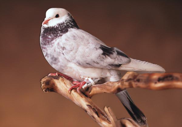 古有飛鴿傳書,為什麼信鴿中途不會迷路?原來秘密藏在嘴上 古有飛鴿傳書,為什麼信鴿中途不會迷路?原來秘密藏在嘴上