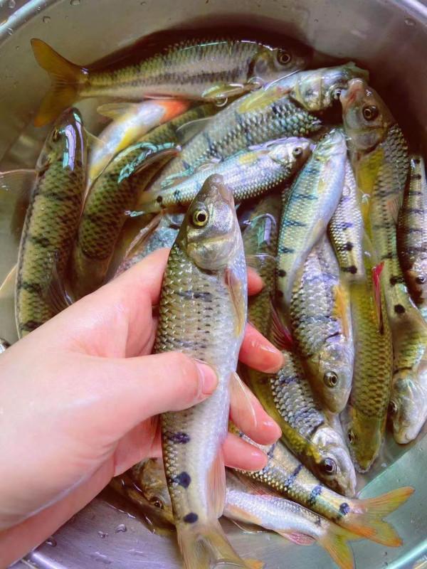 比起幾十斤的大青魚、大鰱魚，這些溪流精靈才是千島湖人的最愛