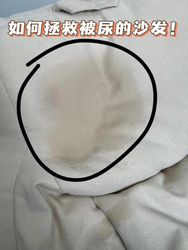 家裡貓咪尿沙發太重怎麼辦！教你2步輕鬆解決