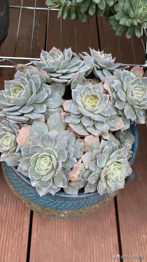 入冬的多肉 入冬的多肉