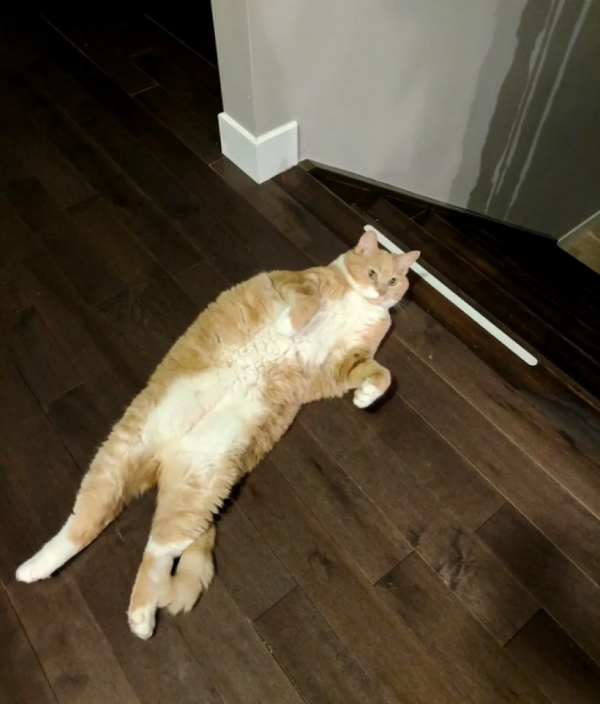 把貓咪喂胖,然後遺棄,這些人是在變相虐待寵物嗎? 把貓咪喂胖,然後遺棄,這些人是在變相虐待寵物嗎?