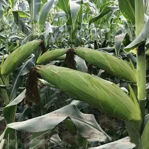 2國審8省審，耐高溫抗病性好，畝產可達2282斤的大穗玉米新品種