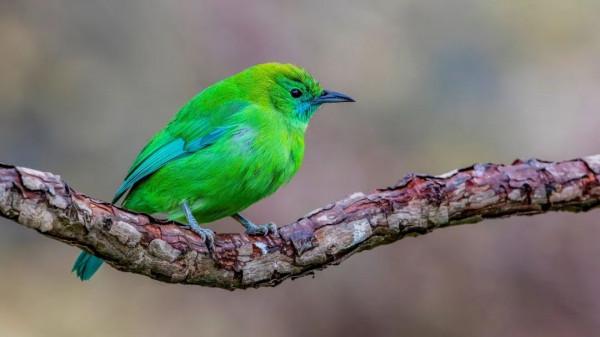 博物志 | 動物為自己“上色”的方法可不只有吃吃吃！