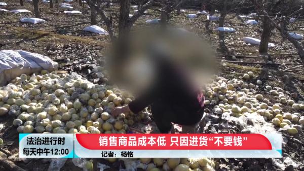 太缺德！果農辛苦耕種一年的水果，剛摘下來就被盜走上千斤