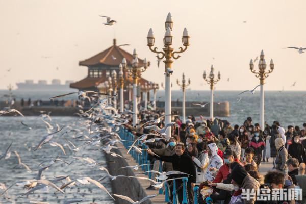 棧橋海鷗最佳觀賞季來了