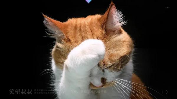 人生修行,從養一隻貓開始吧 人生修行,從養一隻貓開始吧